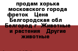 продам хорька московского города фреток › Цена ­ 3 800 - Белгородская обл., Белгород г. Животные и растения » Другие животные   